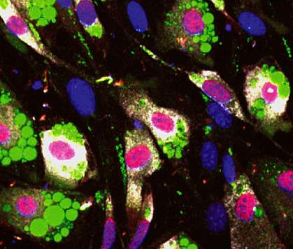 Microscope image of fat precursor cells. Microscope image of fat precursor cells.