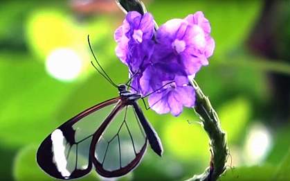 Longtail glasswing butterfly Longtail glasswing butterfly