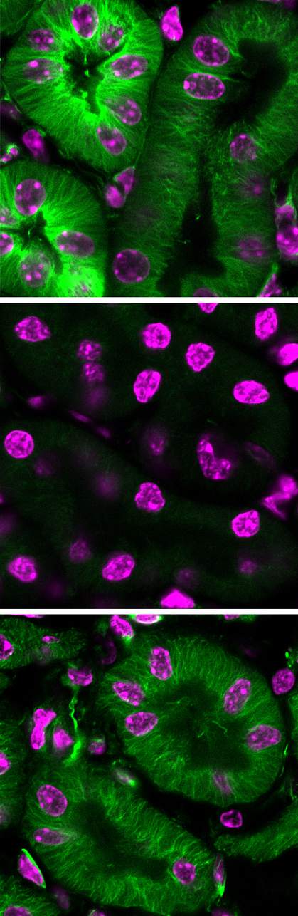 Images of mouse kidney cells Images of mouse kidney cells