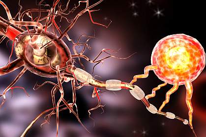 Oligodendrocyte with nerve cell Oligodendrocyte with nerve cell