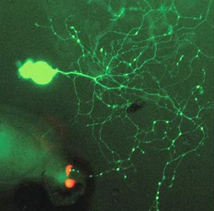 Neurons and enteroendocrine cells in culture Neurons and enteroendocrine cells in culture