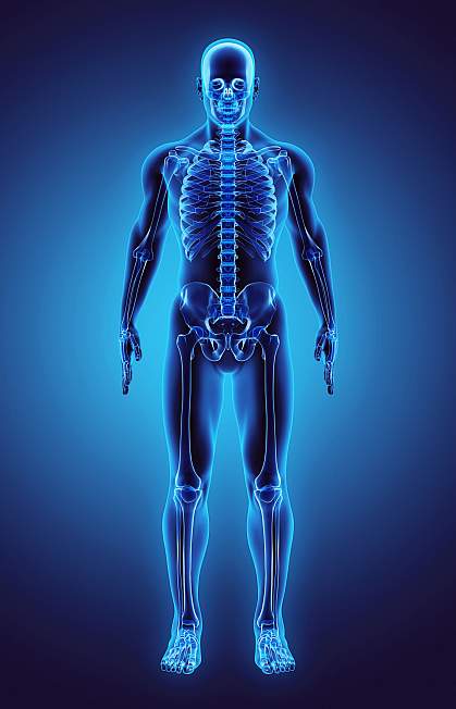 3D illustration of human skeleton 3D illustration of human skeleton
