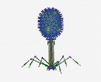 Antigens on T4 phage capsid