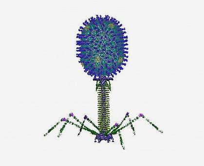 Antigens on T4 phage capsid Antigens on T4 phage capsid