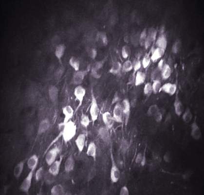 Mouse timing cells Mouse timing cells