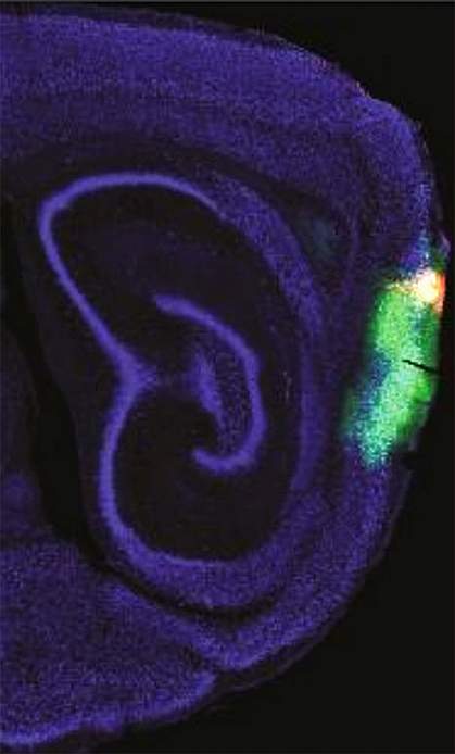 Time-keeping cells in mouse brain Time-keeping cells in mouse brain