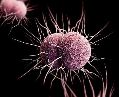 Neisseria gonorrhoeae bacteria Neisseria gonorrhoeae bacteria