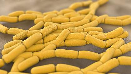 Probiotic Lactobacillus bacteria Probiotic Lactobacillus bacteria.