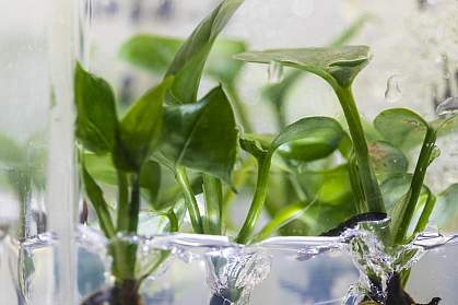 Pothos Ivy Pothos Ivy.