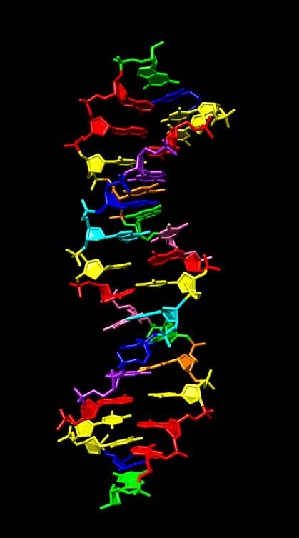 Synthetic DNA Synthetic DNA