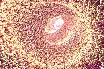 Illustration of inside of the intestine Intestine