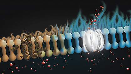 Illustration of the lining of the lung surface Illustration of the lining of the lung surface