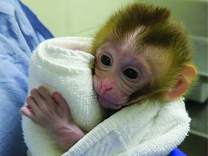 Baby rhesus macaque Baby rhesus macaque
