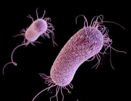 Pseudomonas aeruginosa Pseudomonas aeruginosa