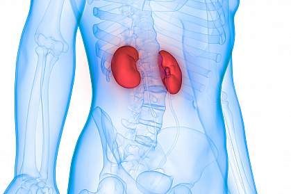 3D Illustration of human kidneys 3D Illustration of human kidneys