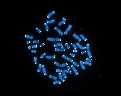 Telomeres at tips of human chromosomes during cell division Telomeres at tips of human chromosomes during cell division