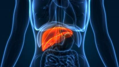 Illustration highlighting human liver in torso Illustration highlighting human liver in torso