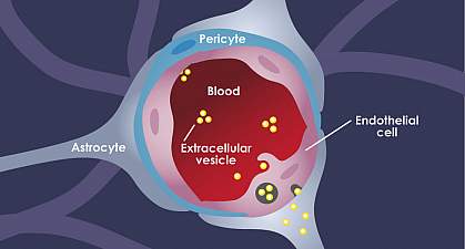 Illustration of extracellular vesicles moving from blood through endothelial cells and into astrocytes