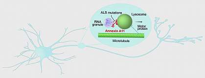 Cartoon of annexin A11 connecting an RNA granule to a lysosome that a motor protein is carrying through a neuron along a microtubule Cartoon of annexin A11 connecting an RNA granule to a lysosome that a motor protein is carrying through a neuron along a microtubule