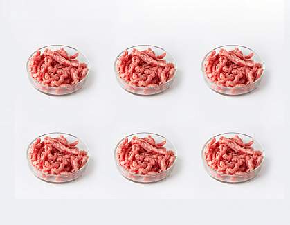 Minced red meat in Petri dishes Minced red meat in Petri dishes