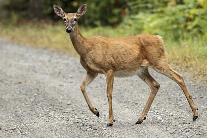 White-tailed deer crossing a gravel road White-tailed deer crossing a gravel road