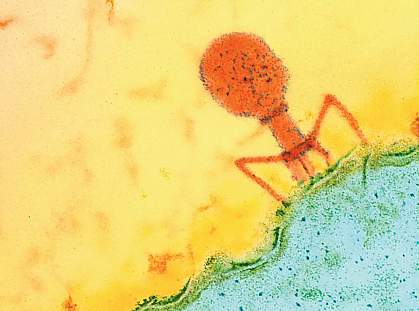 Micrograph of a bacteriophage Micrograph of a bacteriophage