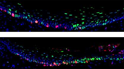 Hard palate tissue Few stem cells are found in unwounded tissue, but many can be seen near a wound.