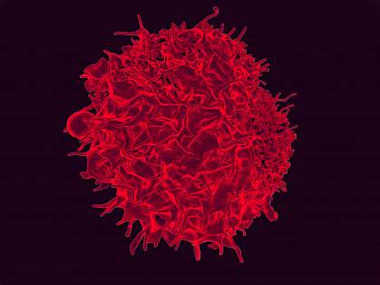 T lymphocyte T lymphocyte