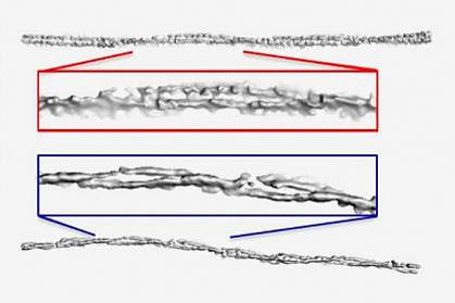 Alpha-synuclein fibrils Alpha-synuclein fibrils from people with PD and MSA show different levels of twisting.
