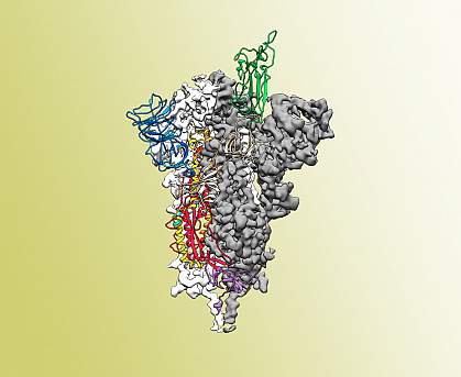 SARS-CoV-2 spike protein SARS-CoV-2 spike protein