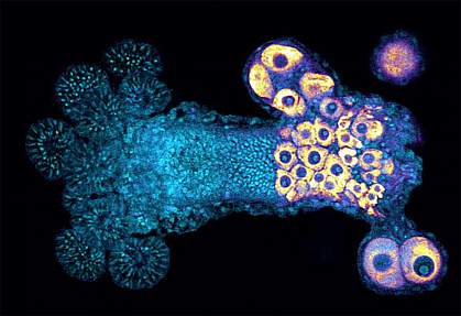 Female Sexual Polyp of Hydractinia Female Sexual Polyp of Hydractinia