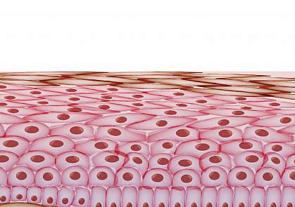Skin cell layers Skin cell layers
