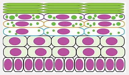Keratohyalin granule formation Keratohyalin granule formation
