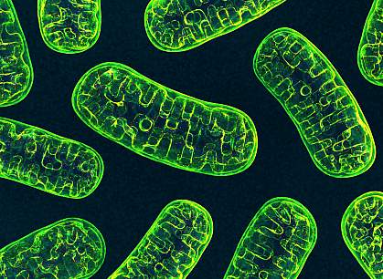 3D illustration of mitochondria 3D illustration of mitochondria