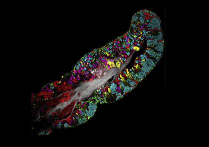 Bacterial consortium from the human tongue Bacterial consortium from the human tongue