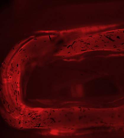 Groove in a fiber filled with fluorescent ink Groove in a fiber filled with fluorescent ink