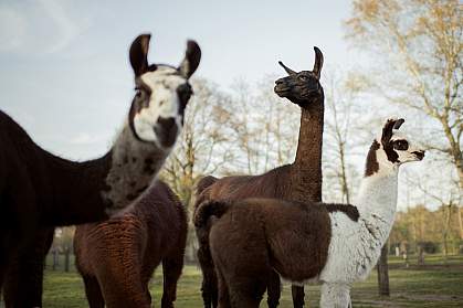Llamas on farm Llamas on farm