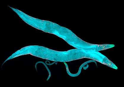 Caenorhabditis elegans Caenorhabditis elegans