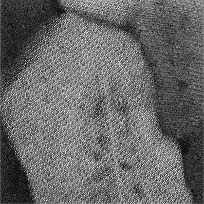 An enamel crystallite, looking down the long axis of the crystal. The dark areas show magnesium ions forming two layers on either side of the core. Atomic resolution scanning transmission electron microscope image of enamel crystallite core