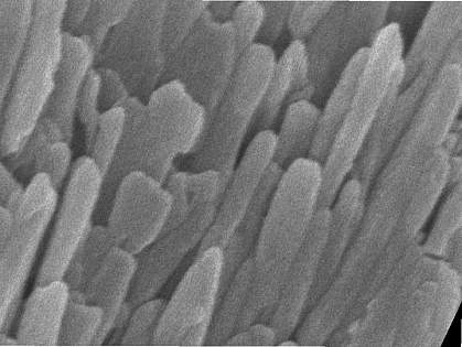 Enamel crystallites Enamel crystallites
