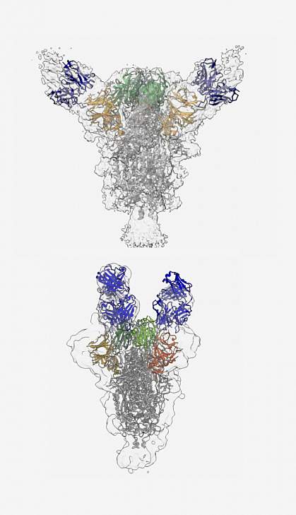 Antibodies bound to SARS-CoV-2 virus spike Antibodies bound to SARS-CoV-2 virus spike