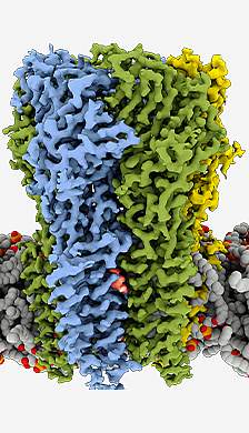 GABA receptor bound with propofol GABA receptor bound with propofol
