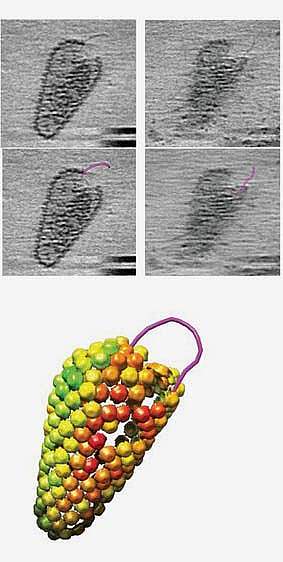 Electron micrographs and illustration showing reverse transcription by an HIV capsid Electron micrographs and illustration showing reverse transcription by an HIV capsid