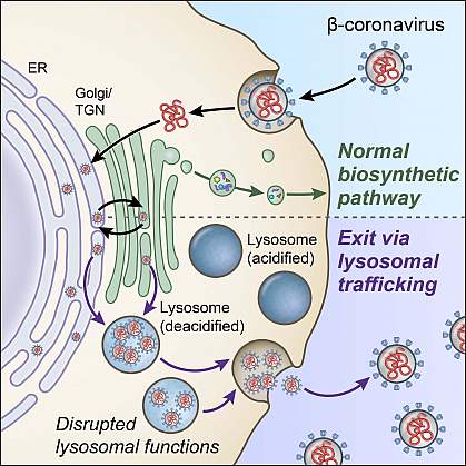 Illustration of the biosynthetic secretory pathway and lysosome exocytosis pathway Illustration of the biosynthetic secretory pathway and lysosome exocytosis pathway