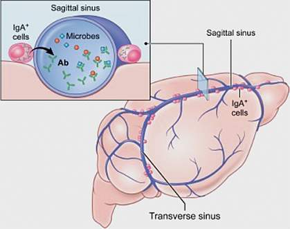 Dura mater with IgA cells making antibodies that enter the venous sinuses Dura mater with IgA cells making antibodies that enter the venous sinuses