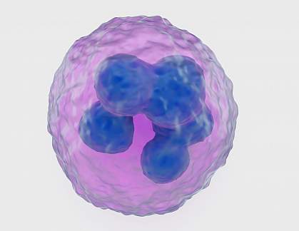 Neutrophil Neutrophil
