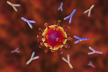 Antibodies attacking SARS-CoV-2 virus Antibodies attacking SARS-CoV-2 virus