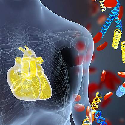 Illustration of DNA fragments and a heart in the human body Illustration of DNA fragments and a heart in the human body
