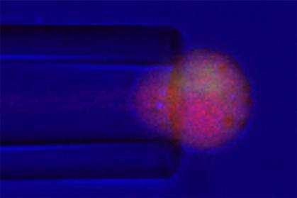 Chondrocyte squeezed into tip of micropipette