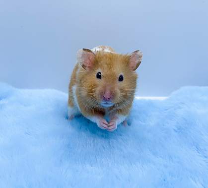 Syrian hamster on blue furry material Syrian hamster on blue furry material